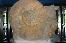 Größter-Ammonit-der-Welt-1.jpg